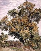 Thomas, Study of an Oak Tree